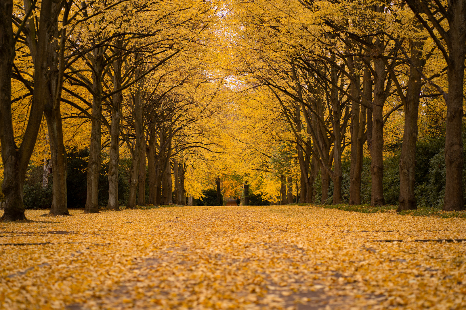 Goldener Oktober