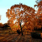 Goldener Oktober