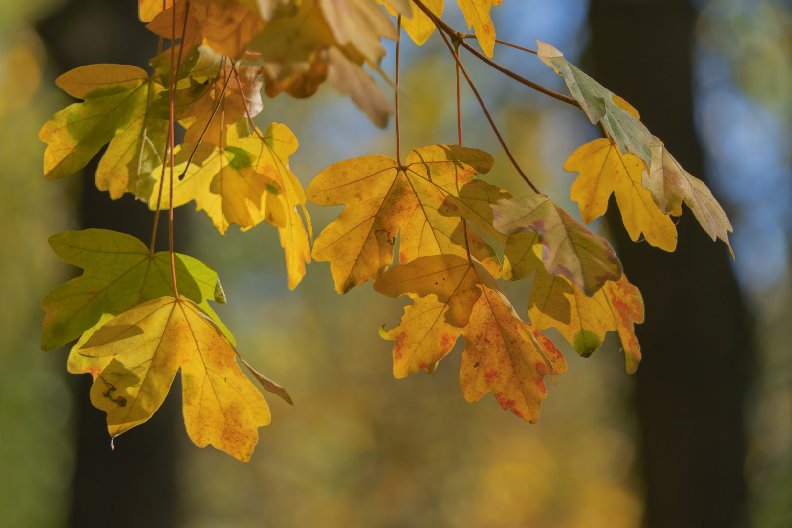 Goldener Oktober