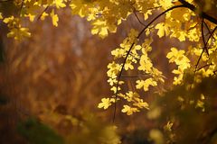 Goldener Oktober