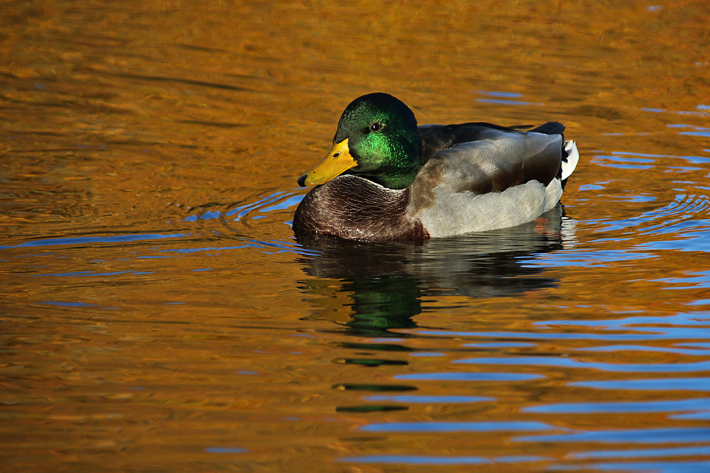 goldener Oktober