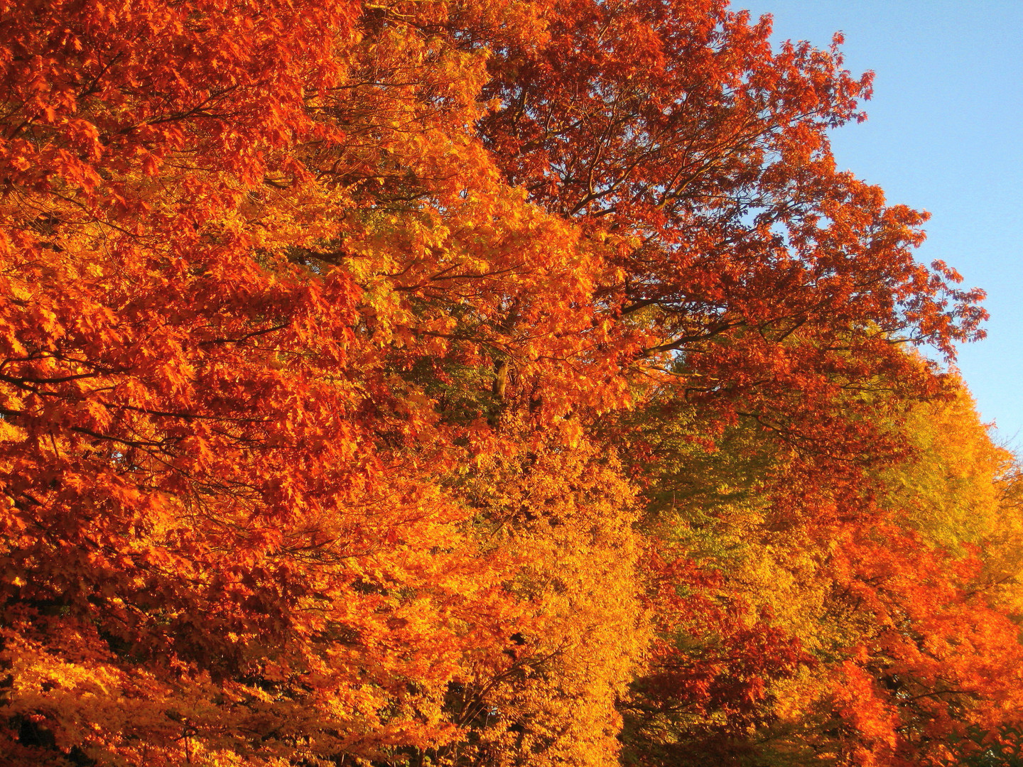 Goldener Oktober