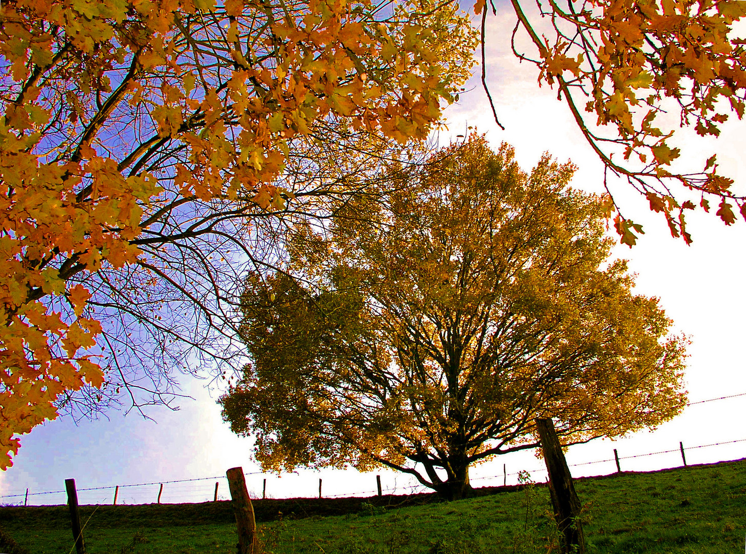 Goldener Oktober