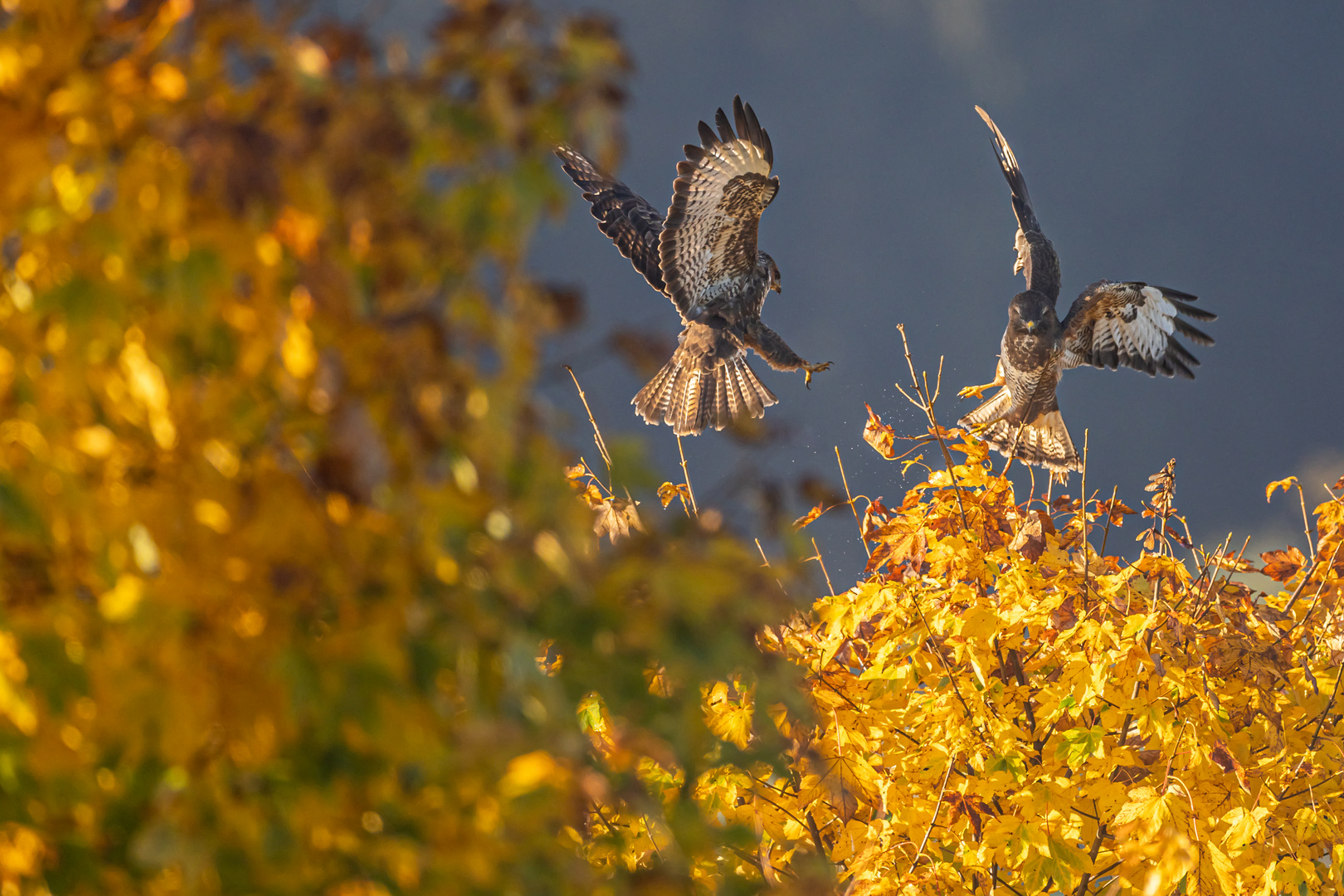 Goldener Oktober