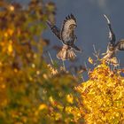 Goldener Oktober