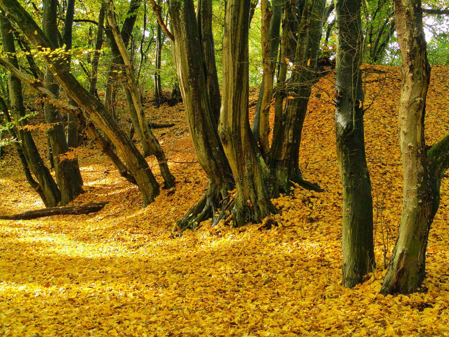 Goldener Oktober