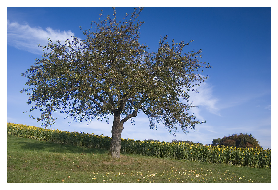 Goldener Oktober 2