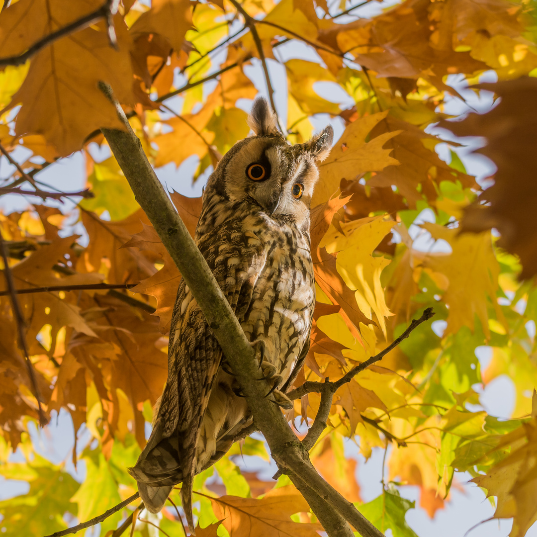 goldener Oktober 2