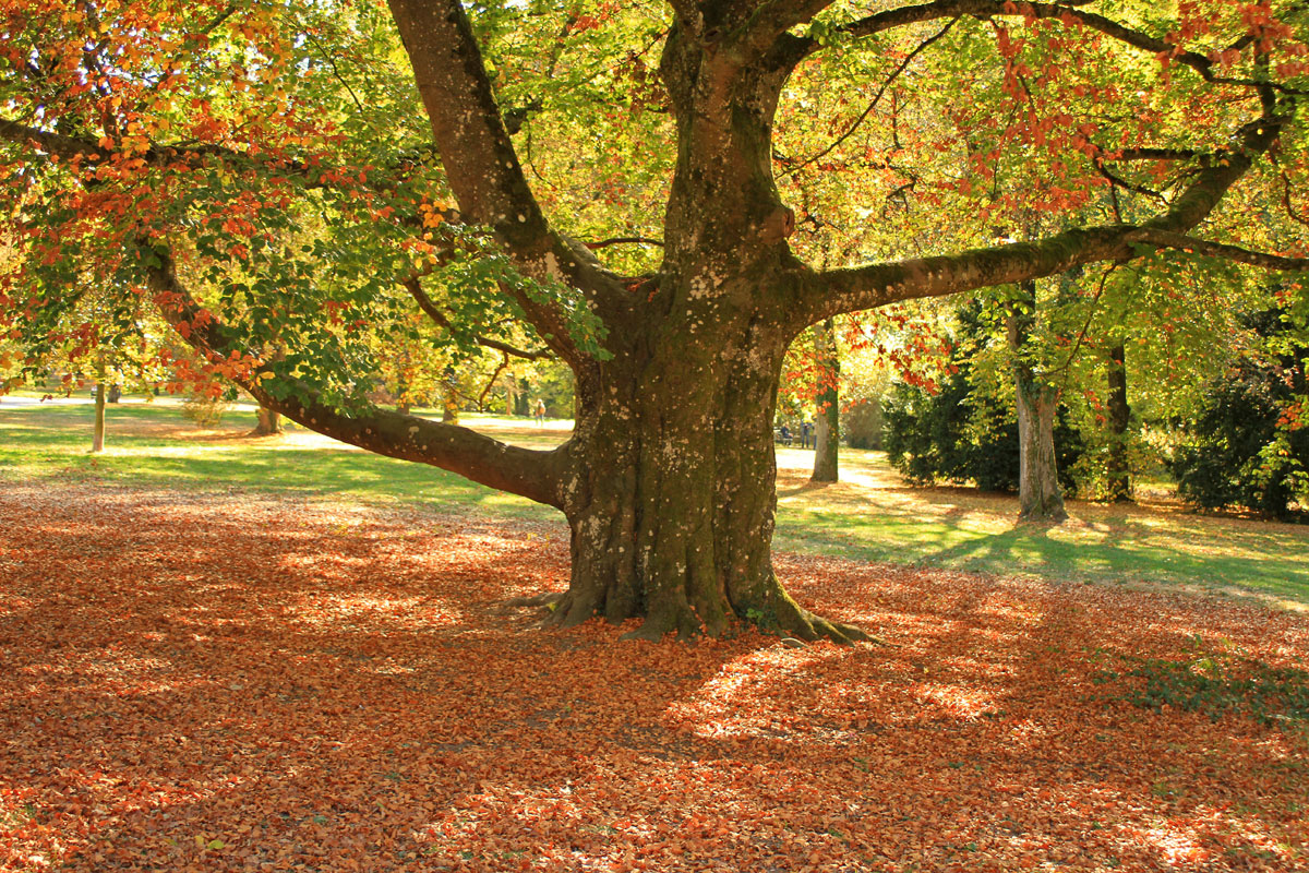 Goldener Oktober 2