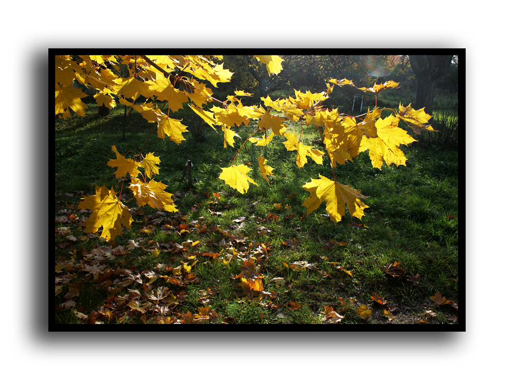 Goldener Oktober 2010