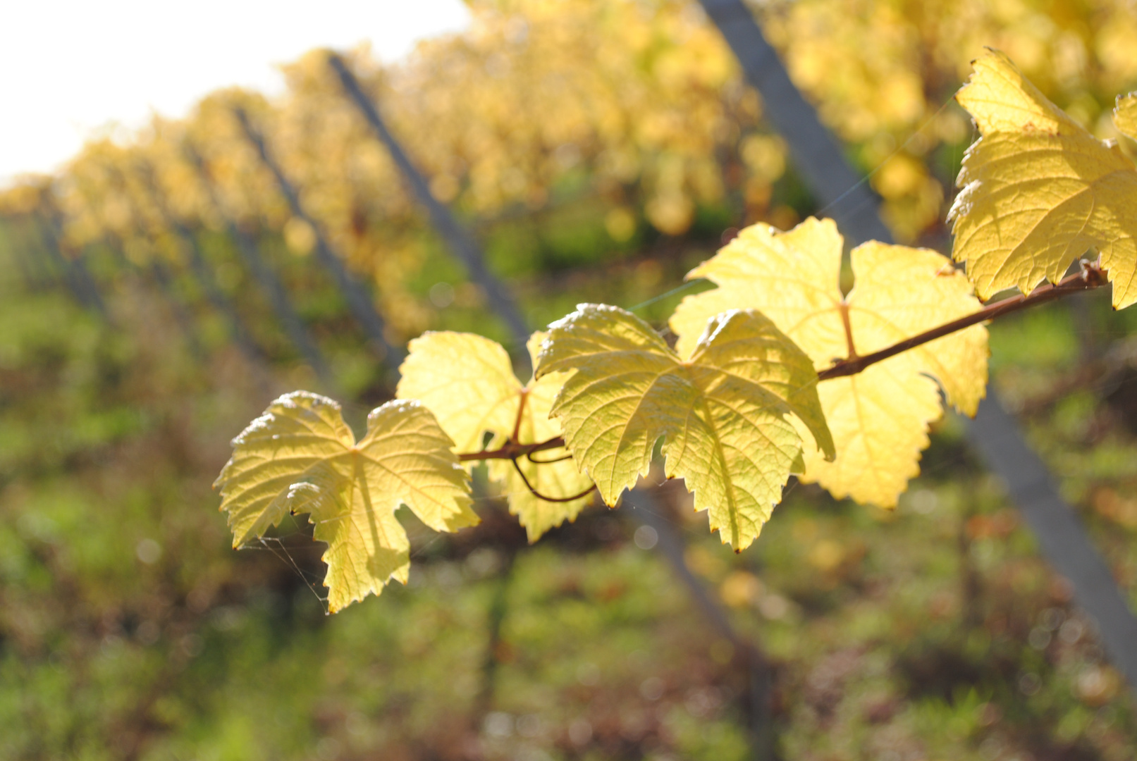 Goldener Oktober