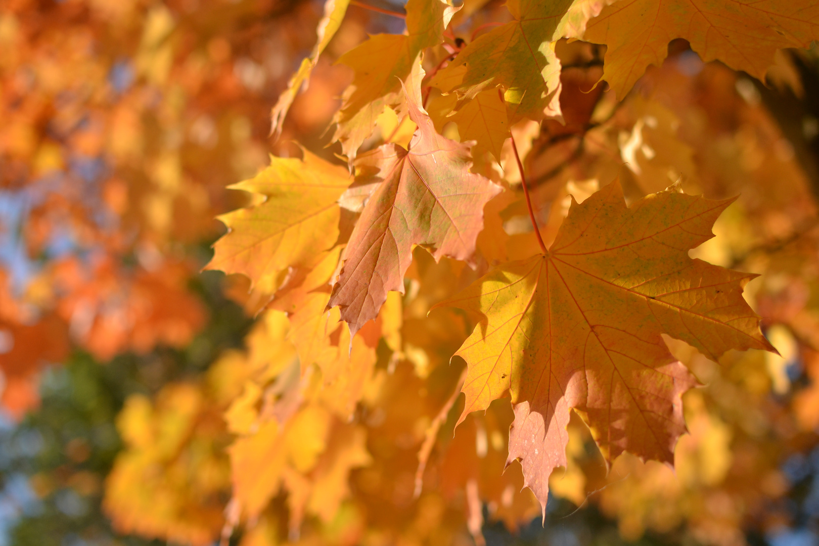 Goldener Oktober