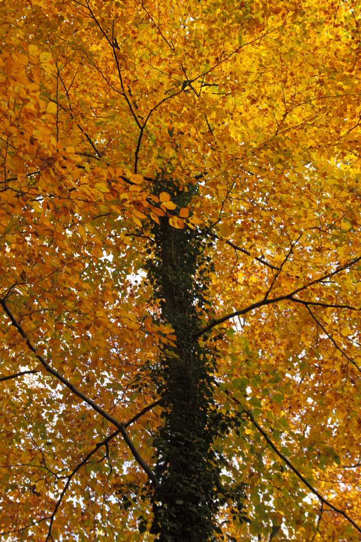 " Goldener Oktober "