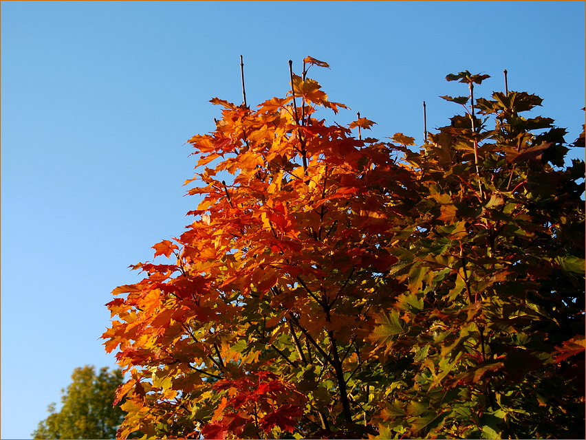 Goldener Oktober