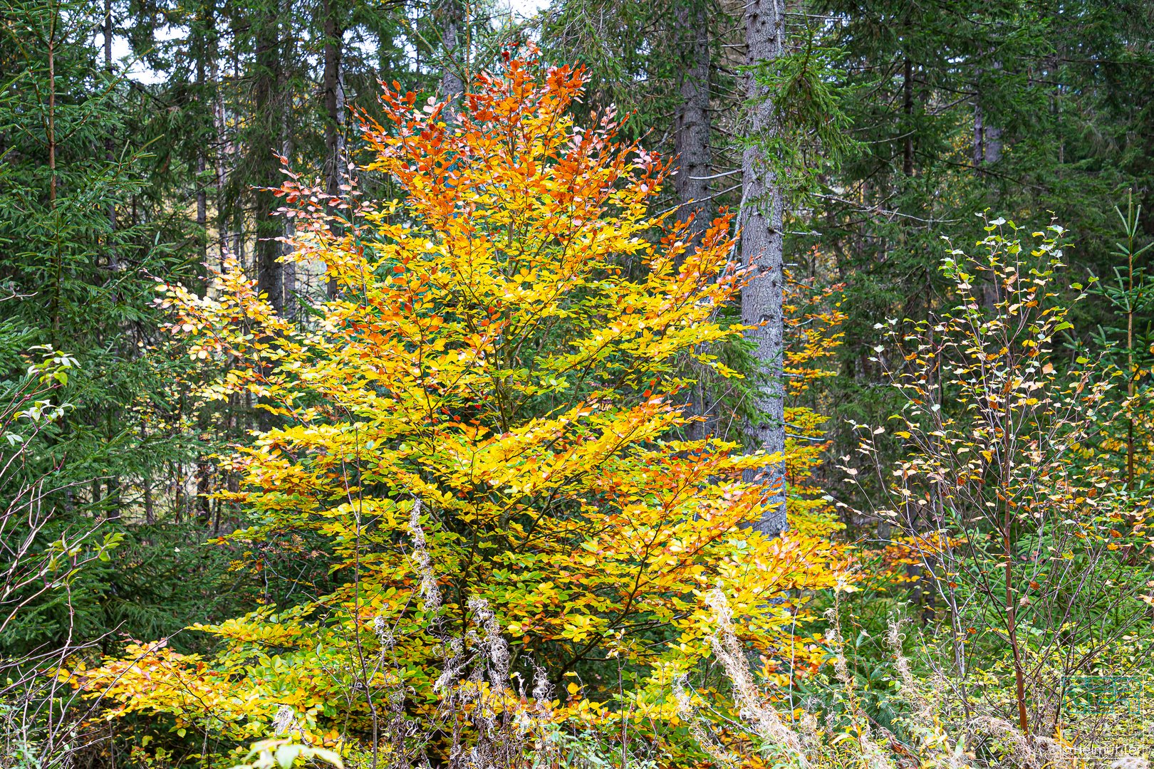 Goldener Oktober