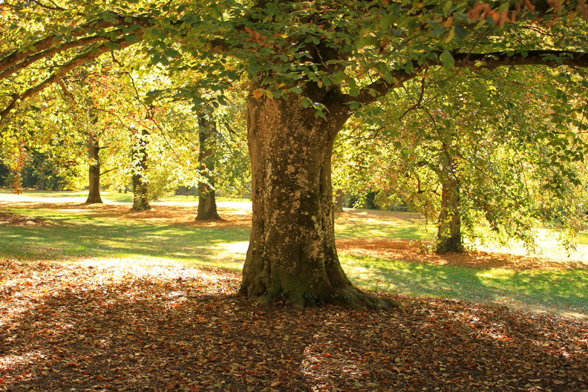 Goldener Oktober 3