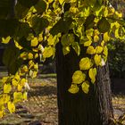 Goldener Oktober