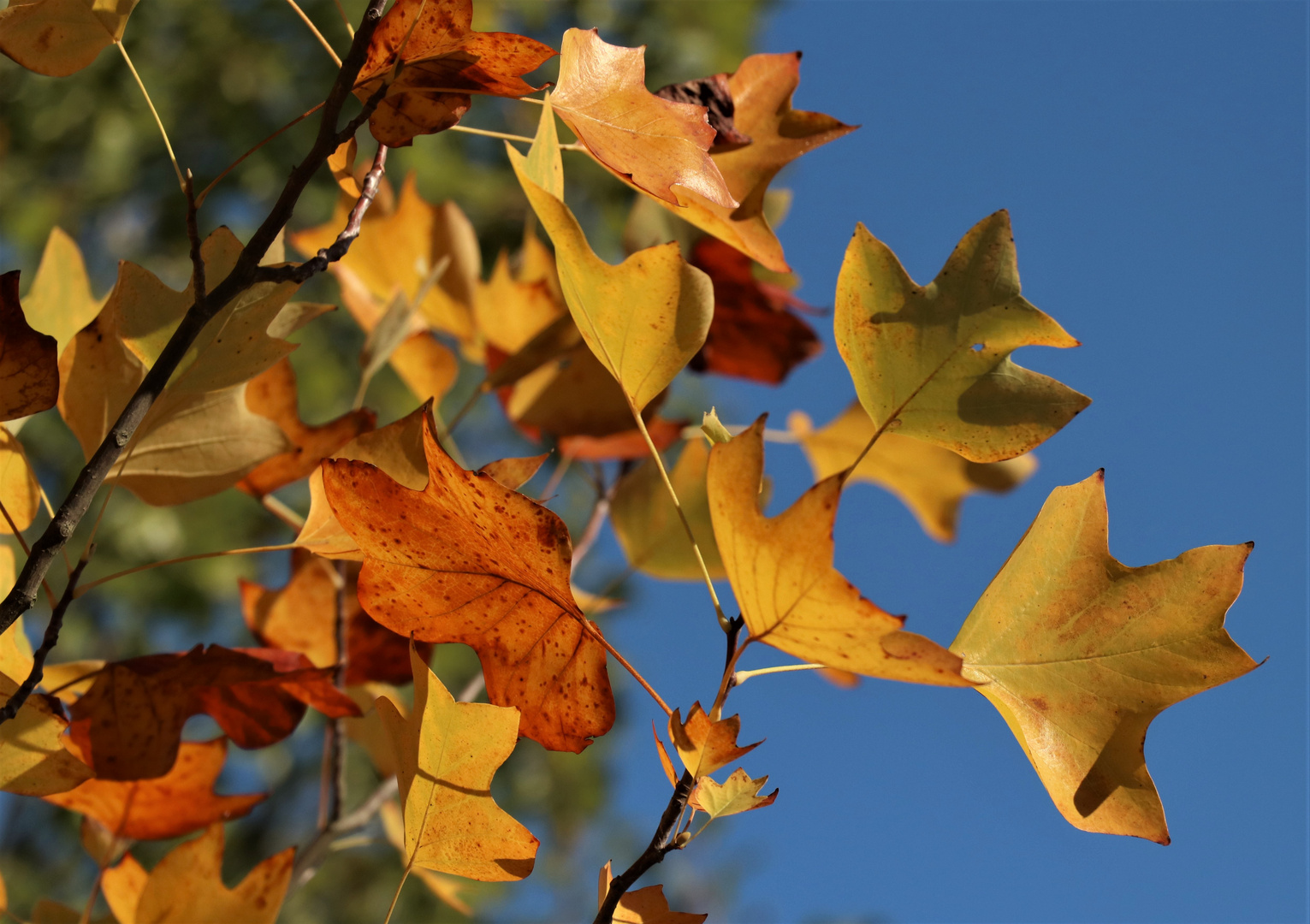 goldener Oktober