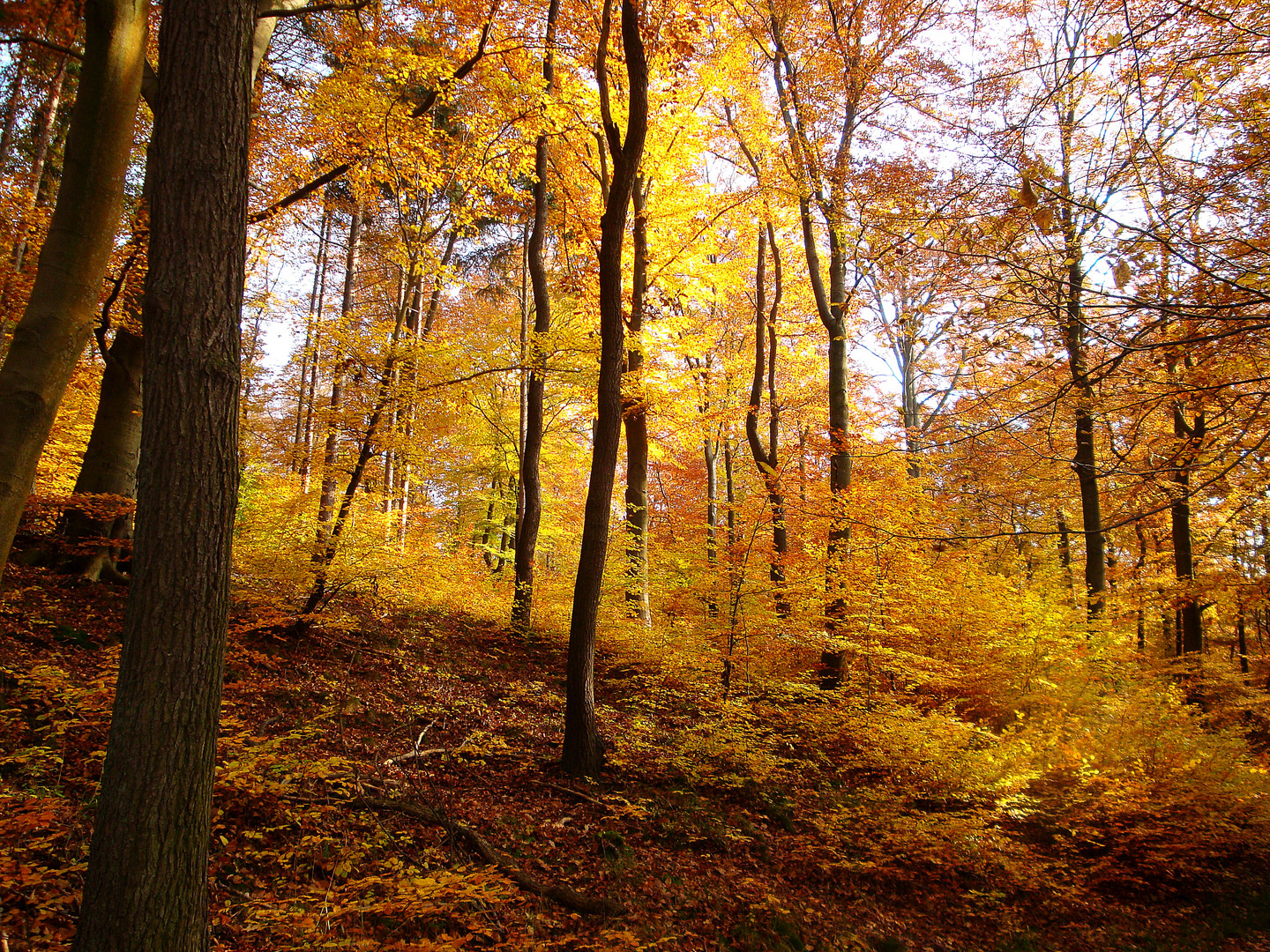 Goldener Oktober