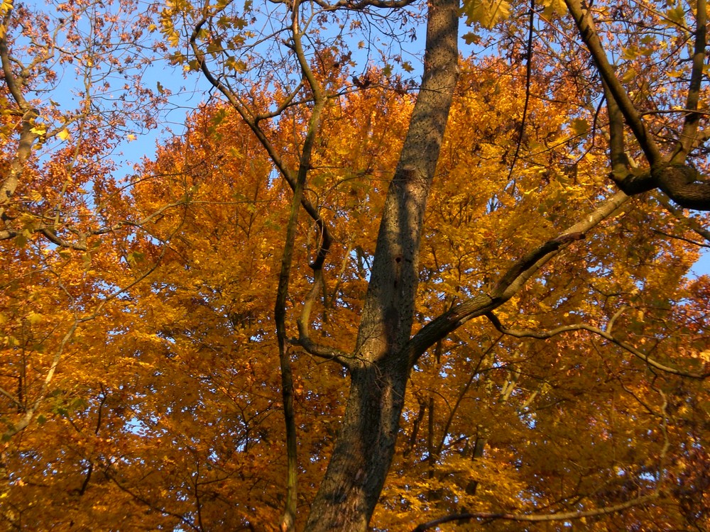 Goldener Oktober