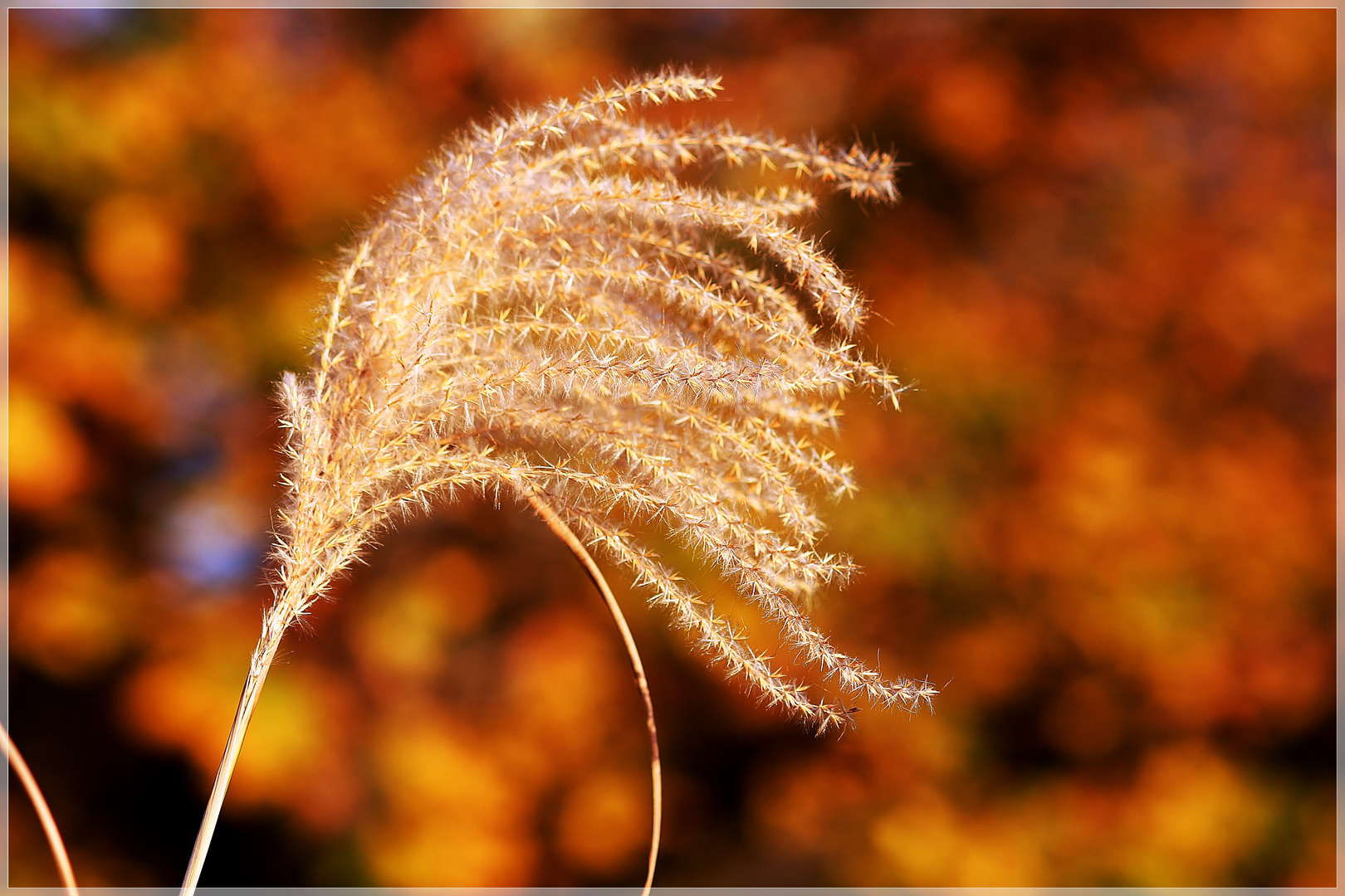 goldener Oktober