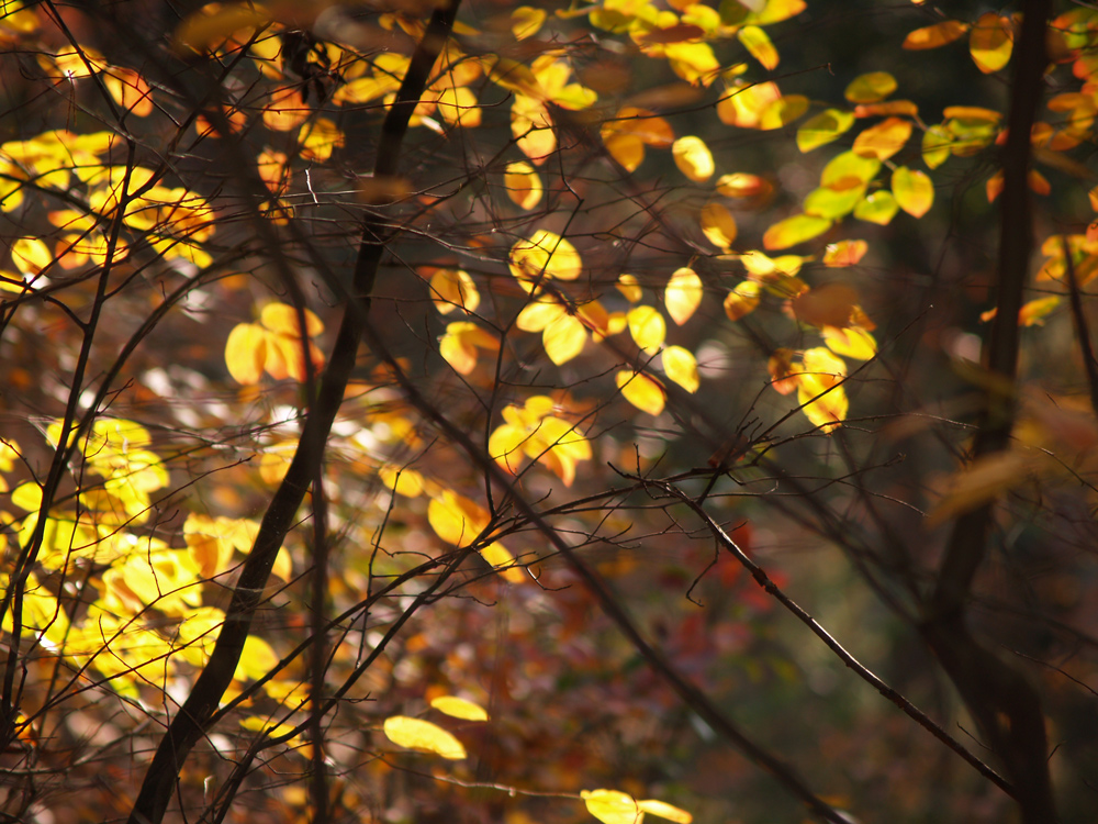 Goldener Oktober