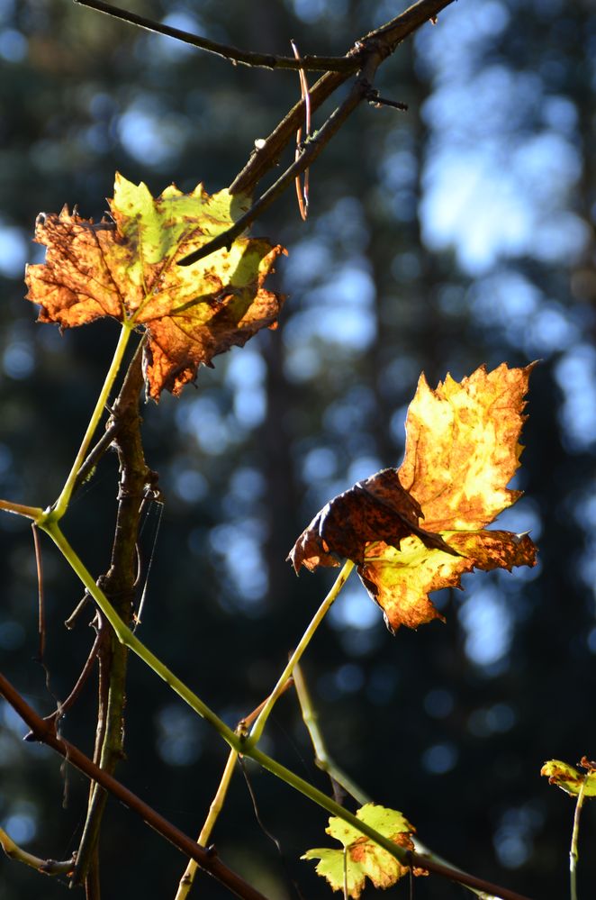 "goldener Oktober"