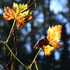 "goldener Oktober"