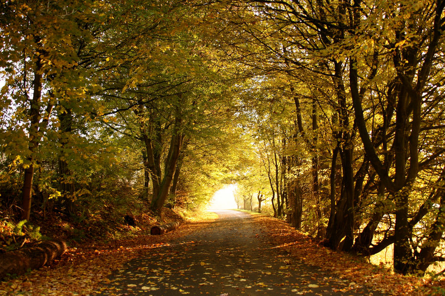 Goldener Oktober