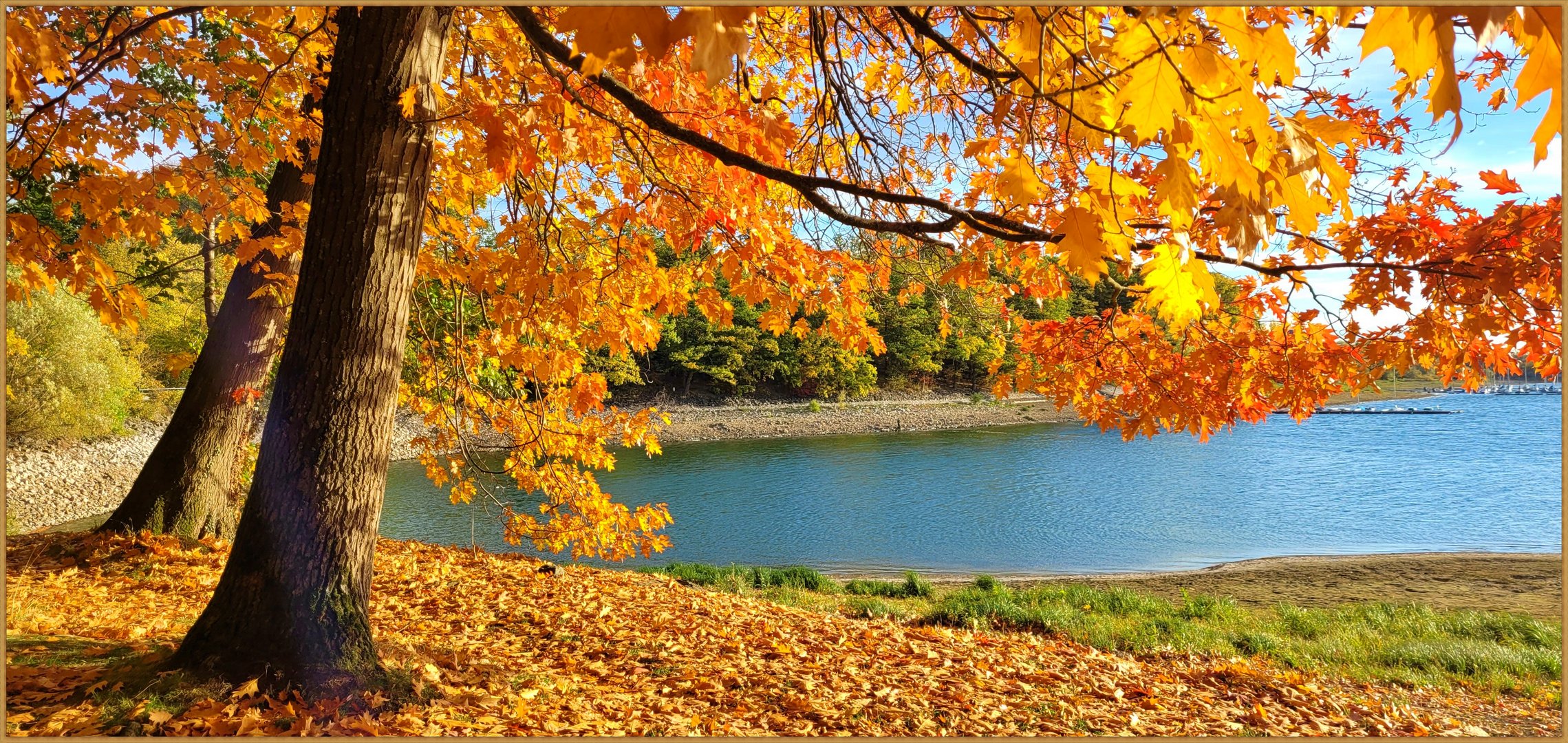 Goldener Oktober Foto & Bild | oktober, bäume, natur Bilder auf