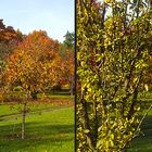 Goldener Oktober 4 (+3D Diaschau)