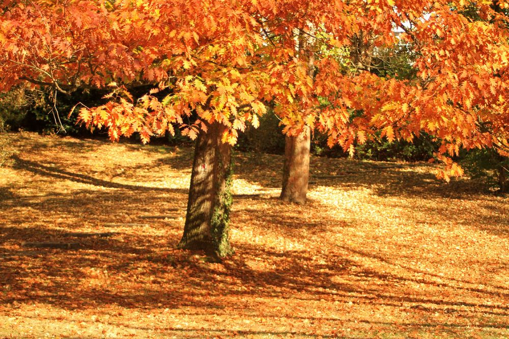 Goldener Oktober 4