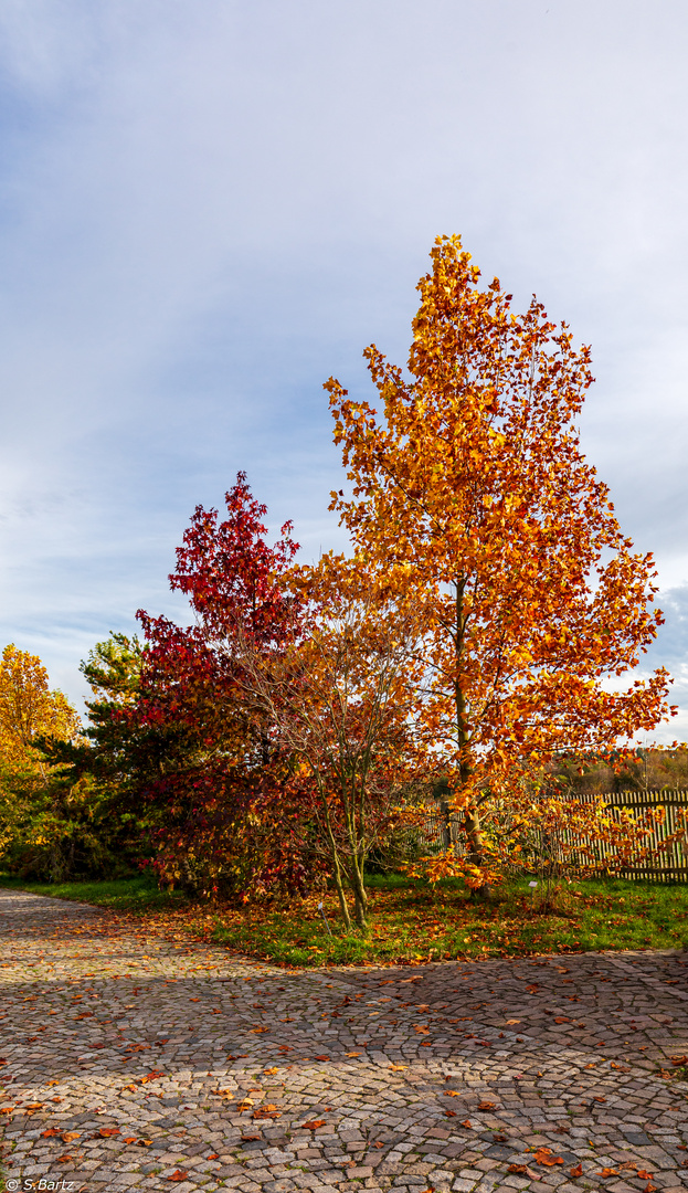 Goldener Oktober (4)