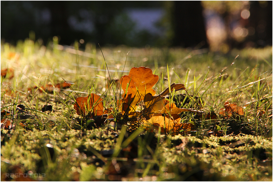 Goldener Oktober