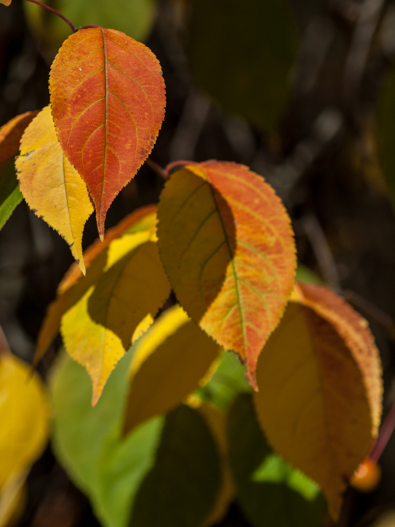 Goldener Oktober