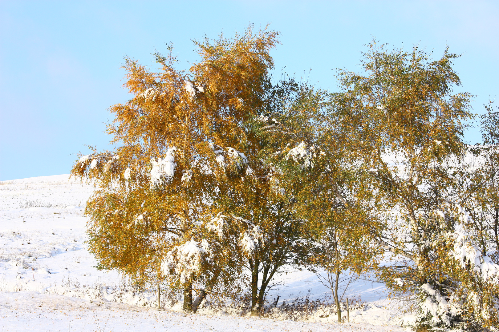 Goldener Oktober ...