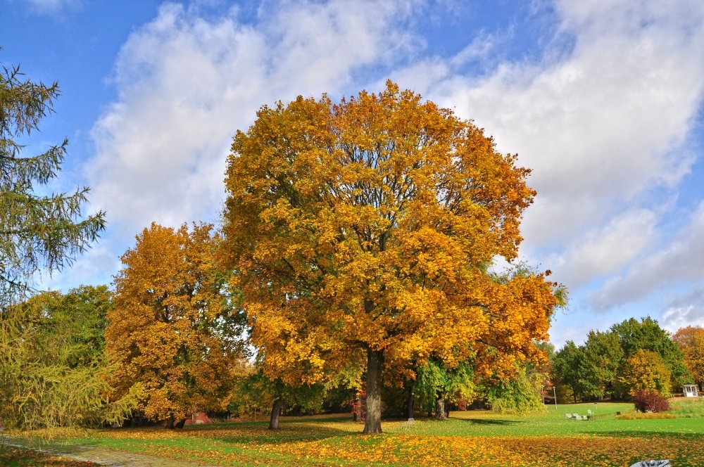 Goldener Oktober.....