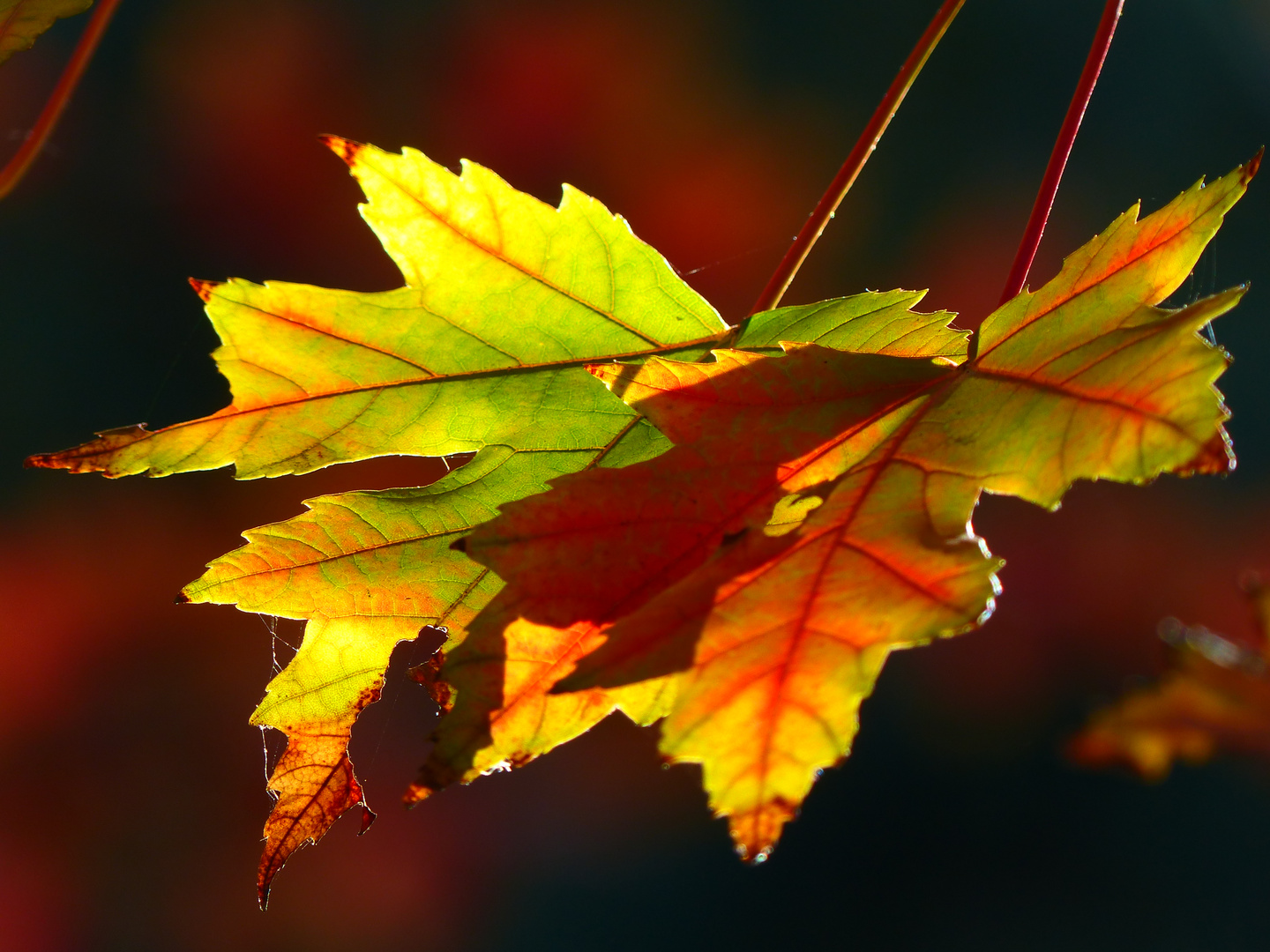  Goldener Oktober Foto & Bild pflanzen, pilze & flechten, bäume