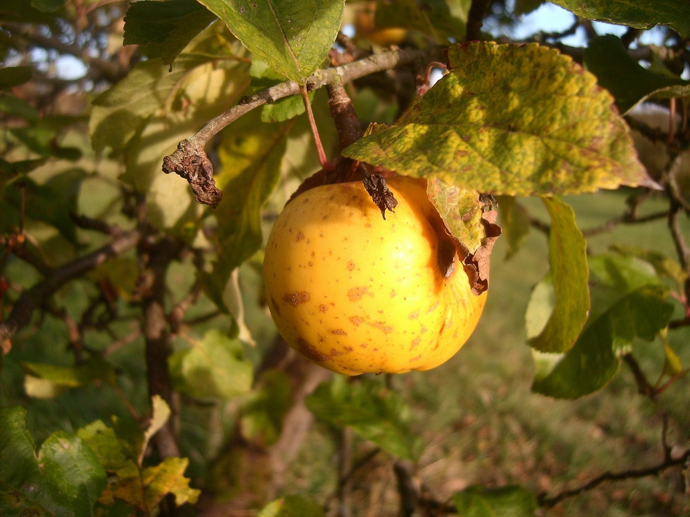 Goldener Oktober