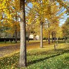 goldener Oktober