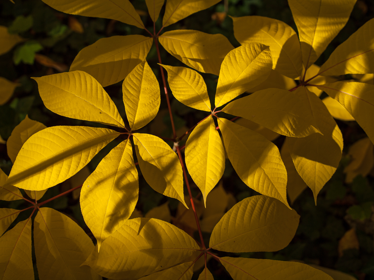 Goldener Oktober