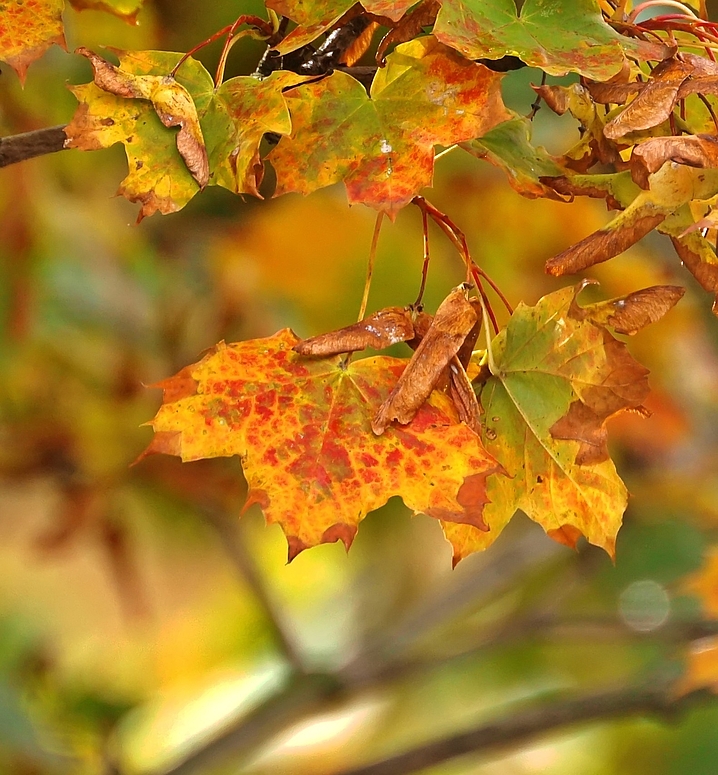 Goldener Oktober