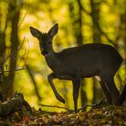 Goldener Oktober