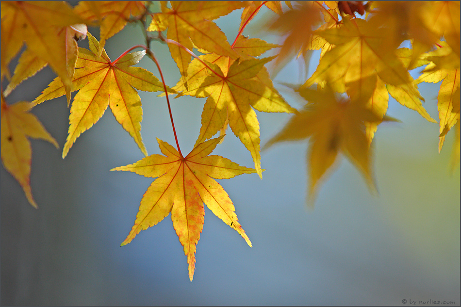 Goldener Oktober