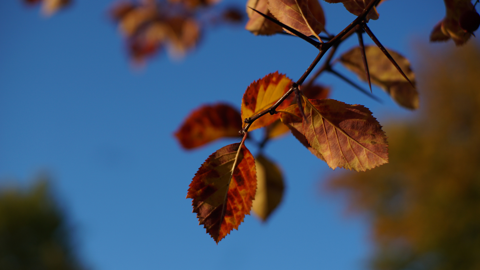 Goldener Oktober