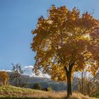 Goldener Oktober