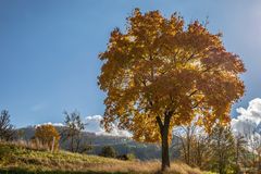 Goldener Oktober