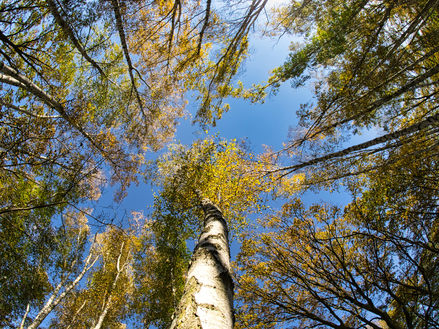 Goldener Oktober