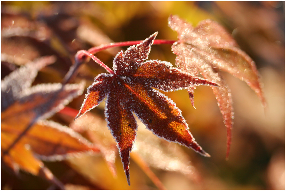 goldener Oktober