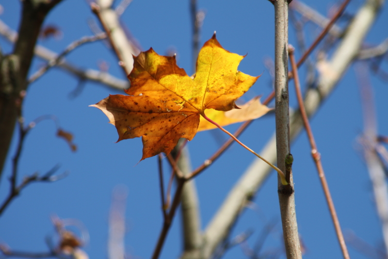 Goldener Oktober